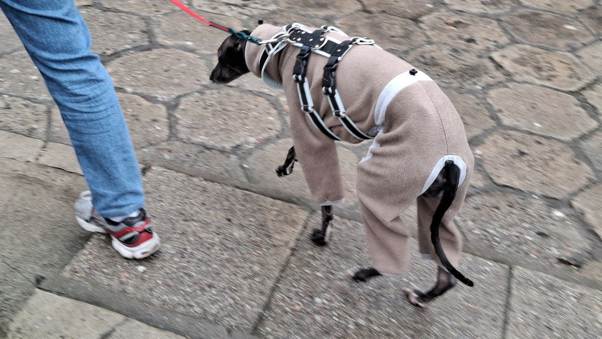 Duży błąd właścicieli psów