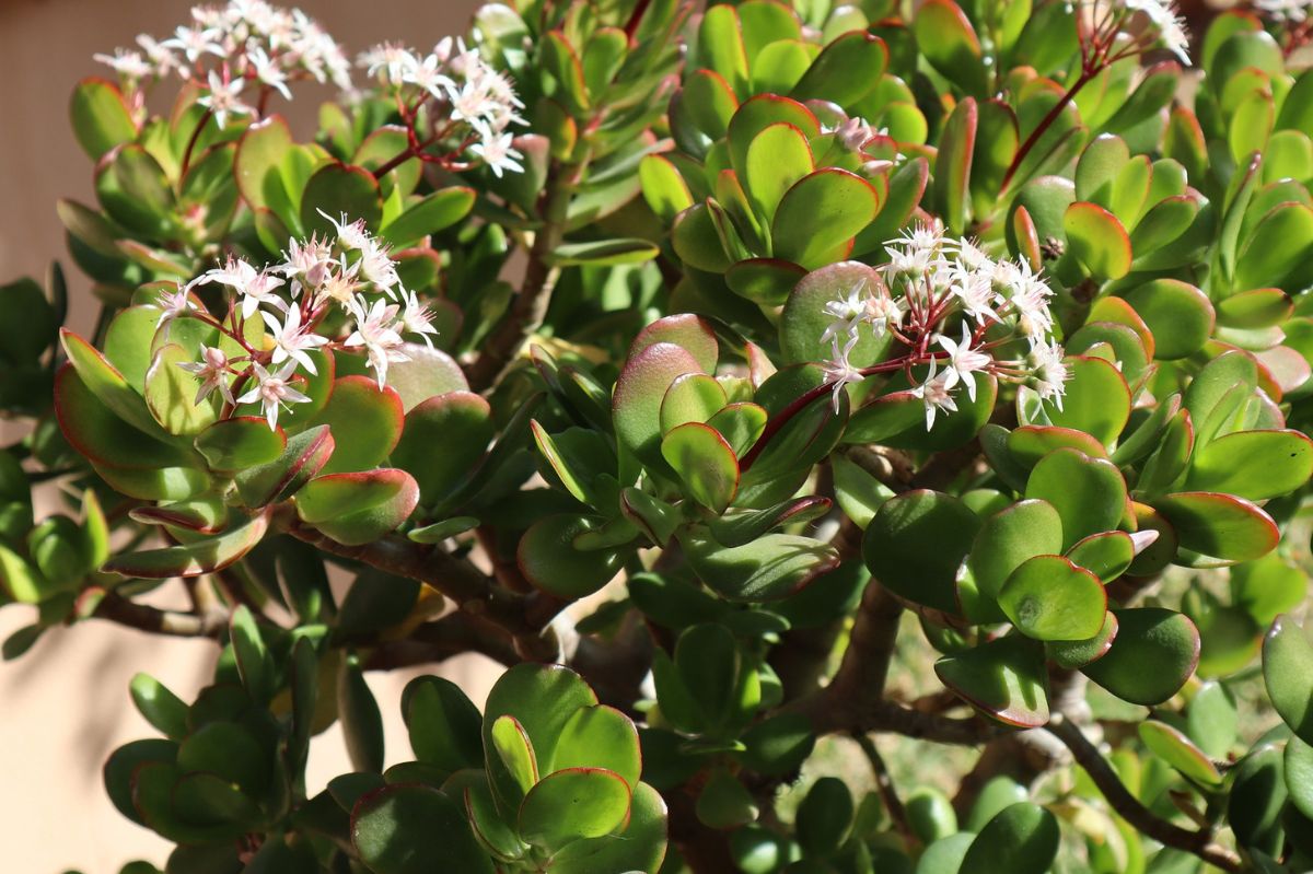 House plants that bring happiness.