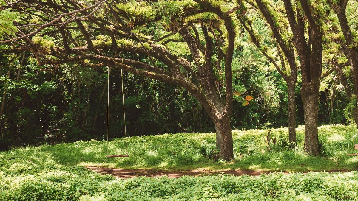  Ogromna gałąź zabiła 7-letnią dziewczynkę