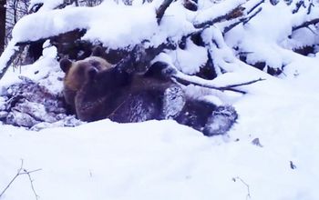 Tatrzańskie niedźwiedzie wciąż aktywne. Leśniczy pokazał dowód