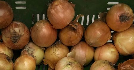 Dziadek pokazał mi, jak prawidłowo przechowywać cebulę. Przez to żadna się nie zmarnuje