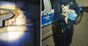 Inowrocław: Pies utknął na wiadukcie. Zwierzę uratowali policjanci