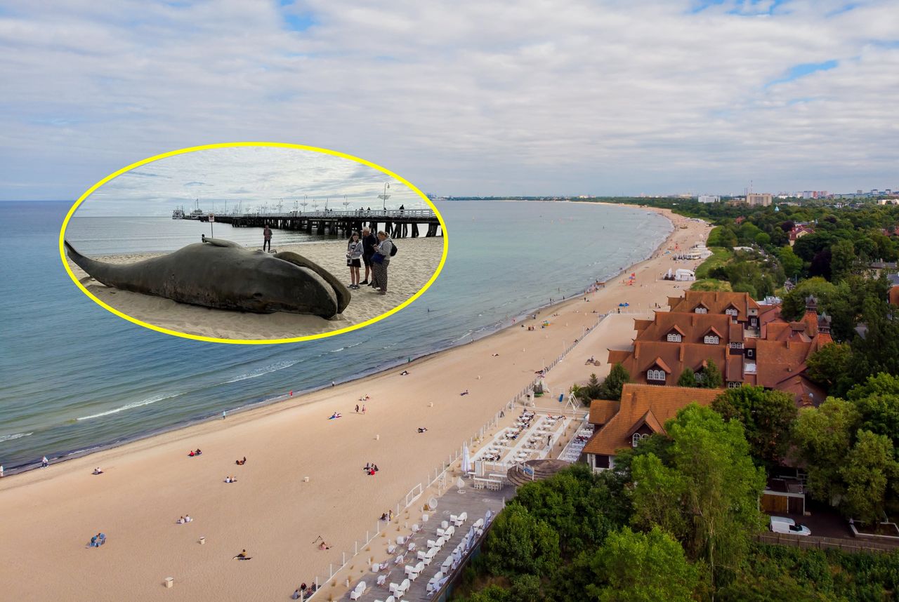 Nietypowy widok na sopockiej plaży. Zaskakująca promocja serialu