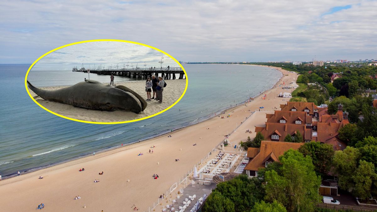 Na sopockiej plaży można zobaczyć wieloryba 