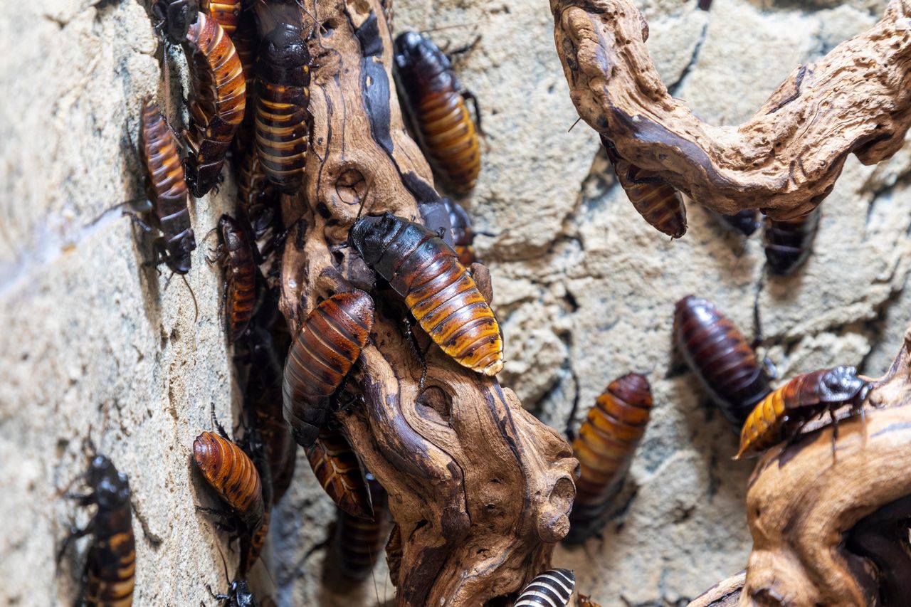 Najlepsza broń na insekty. Znikną w mig