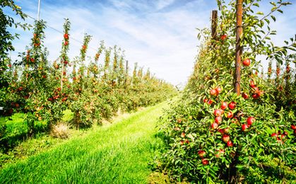 Jabłka systematycznie drożeją. Rolnicy już się cieszą