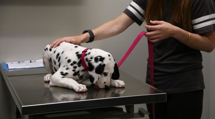 Z życia weterynarzy