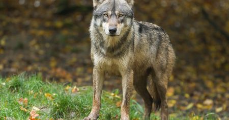 Wilki podeszły do boiska szkolnego na Podhalu. Myśliwi mogą strzelać