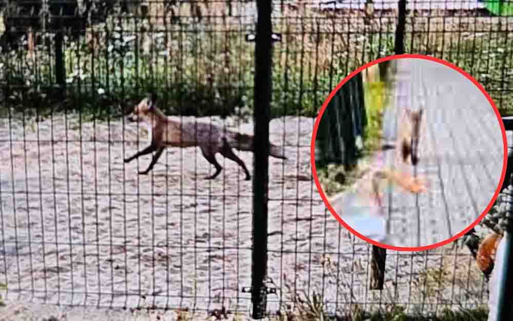 Zielona Góra: Lis grasuje po osiedlu. Mieszkańcy są zaniepokojeni