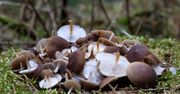 Polacy nawet nie schylają się po te grzybki, bo ich nie znają. Sezon trwa w najlepsze, a na masełku lepsze niż kurki i opieńki