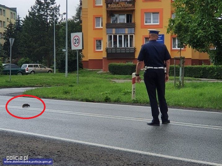 Policjanci ratują zwierzaki.