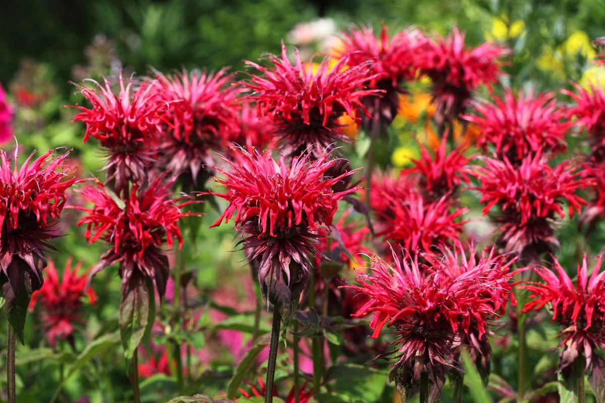 Bee balm: The beautiful tick-repellent plant your garden needs