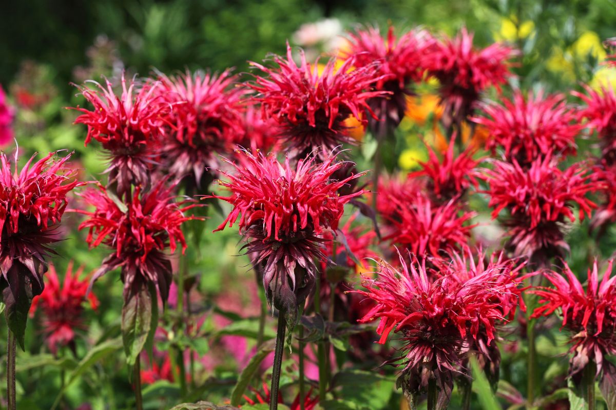 Garden bee balm's beauty and benefits: Repel ticks and attract pollinators