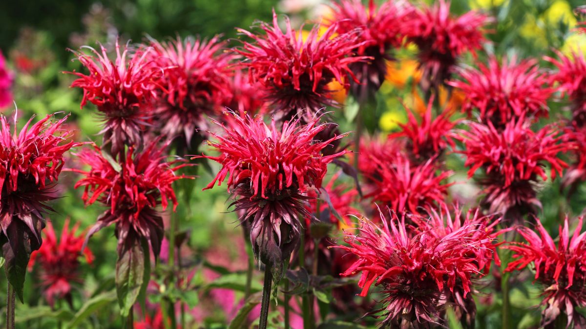 Pysznogłówka zwalcza pędraki i komary.