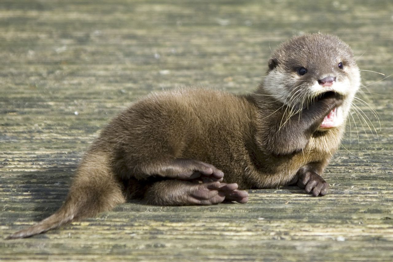 W Nowy Rok zobaczymy alfę Otter Browser — modułowej przeglądarki inspirowanej starą Operą