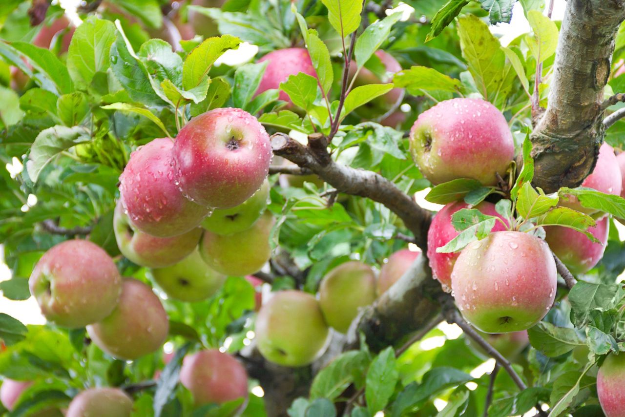 Niemcy mają poważny problem z jabłkami. Tak źle nie było od 7 lat