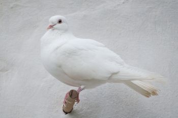 Nie żyje Sugar. Był gołębim rekordzistą