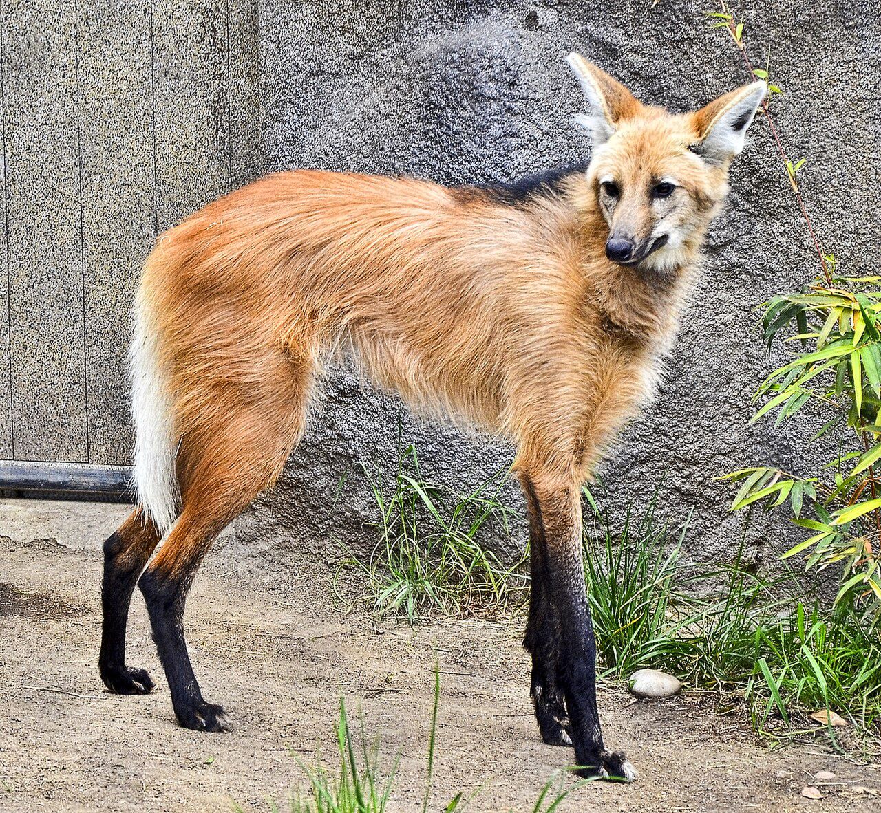 Pampasowiec grzywiasty