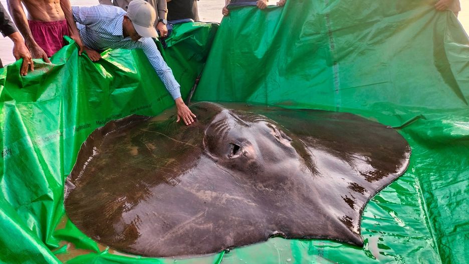 Olbrzymia płaszcza wyłowiona w Kambodży w rzece Mekong