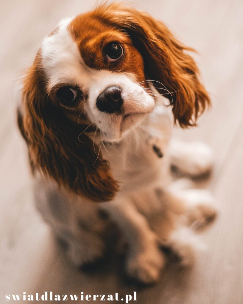 Cavalier king charles spaniel