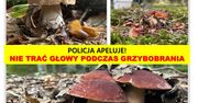 Bezpieczne grzybobranie - o czym należy pamiętać?