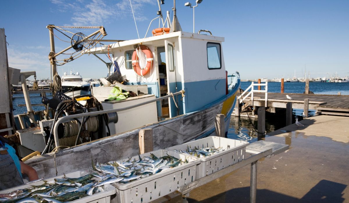 Ryby bałtyckie na kutrze rybackim - Pyszności; Foto Canva.com