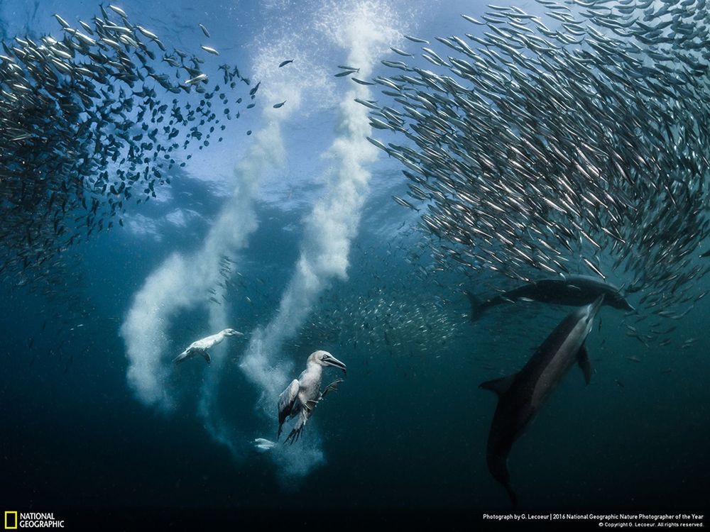 Grand Prize oraz pierwsze miejsce kategorii Akcja, trafiło do Grega Lecoeura za zdjęcie zatytułowane „Sardine Run”. Fotograf stworzył niesamowicie graficzną fotografię, przedstawiającą cudowną scenę polowania na ławicę sardynek. Ten dynamiczny obraz zdecydowanie zasłużył na wysokie wyróżnienie.