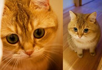 Hosico - "żywy Kot w Butach" ma już ponad 600 tysięcy fanów na Instagramie! (ZDJĘCIA)