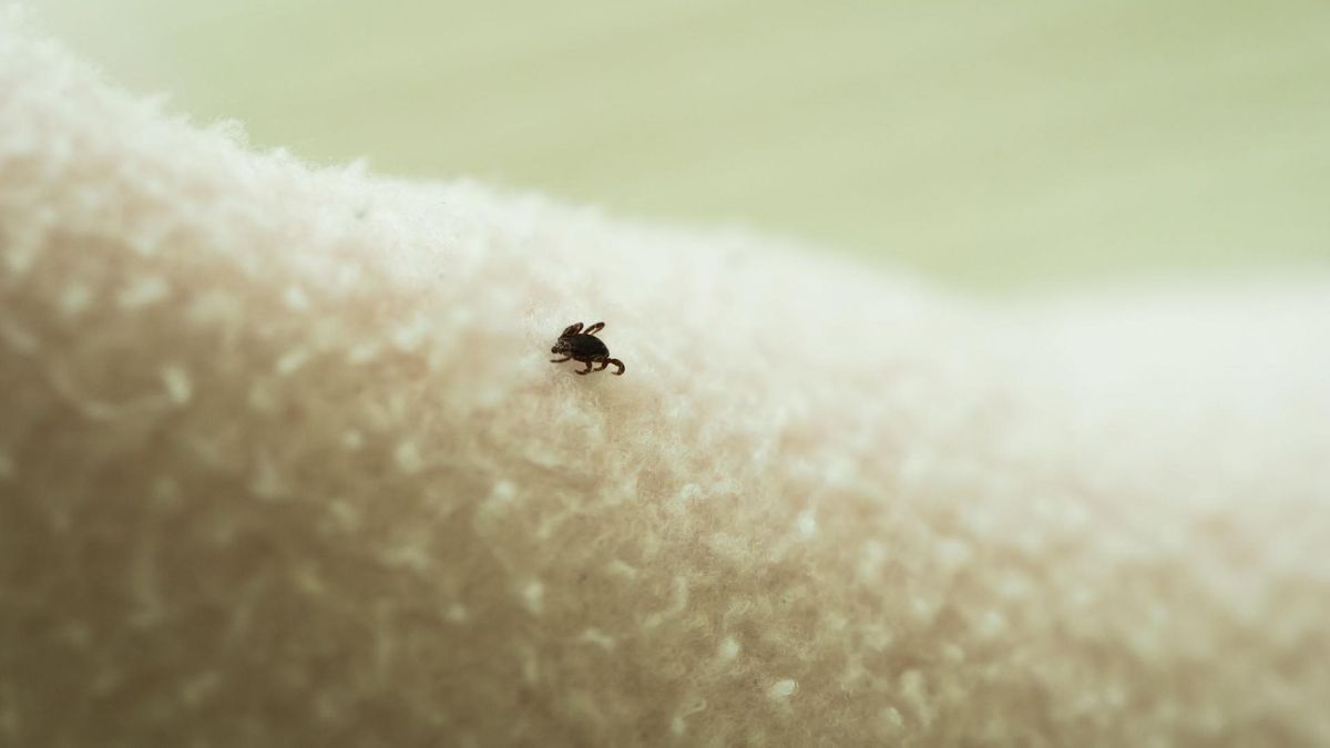 Kleszcz może znajdować się na skórze, a nawet w oku pacjenta 