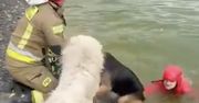 Wzruszająca akcja strażaków. Pies uratowany z basenu