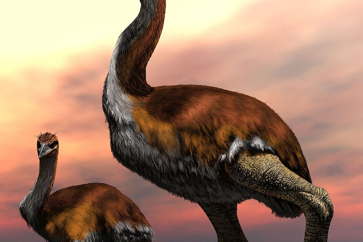 Naukowcy odkryli największego ptaka w historii naszej planety