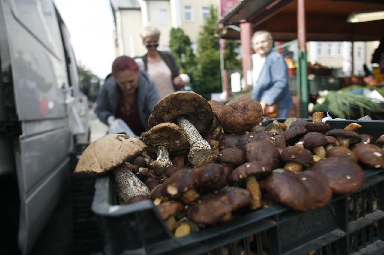 Łódź: Jak kupować grzyby bezpiecznie