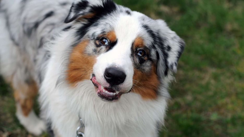 Psie spojrzenie może wyrażać wiele emocji