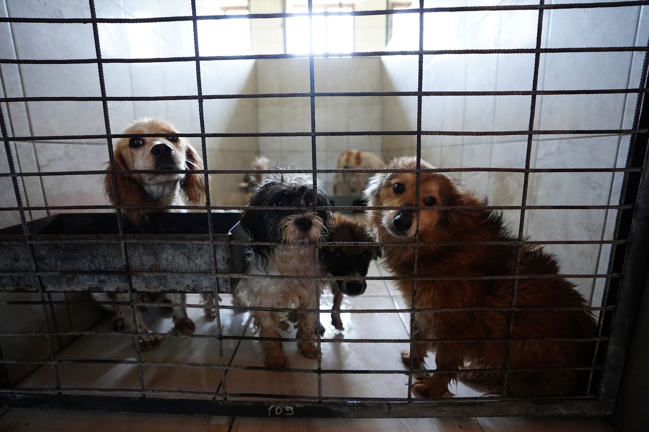 Turkey's highest court upholds law on control of stray dogs