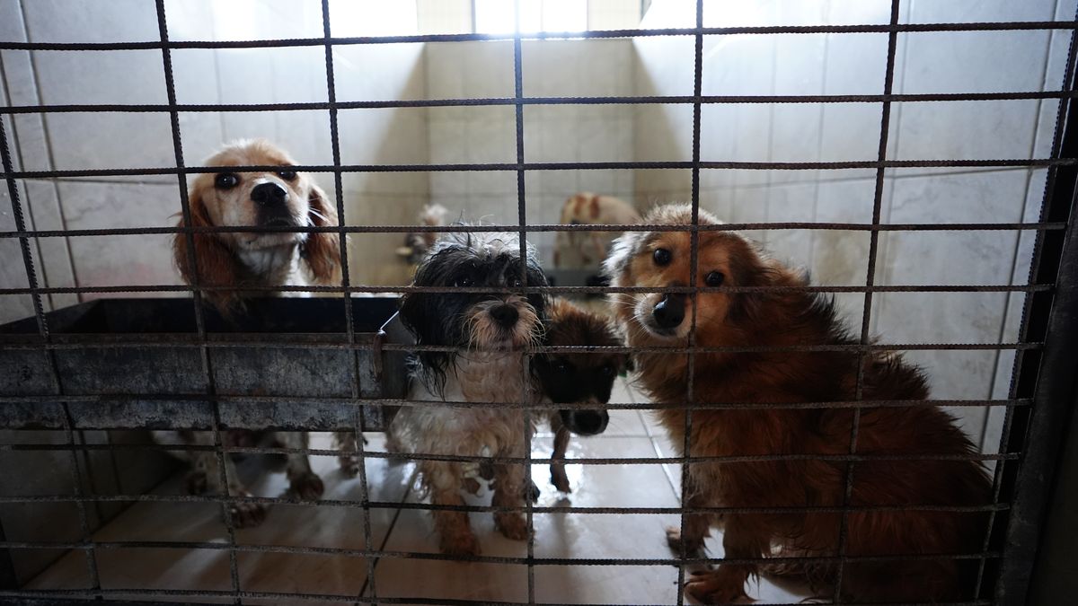 Bezpańskie psy w Turcji. Sąd Najwyższy odrzucił wniosek