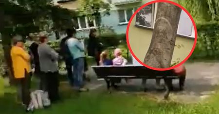 Ludzie gromadzą się przy drzewie. "To objawienie"