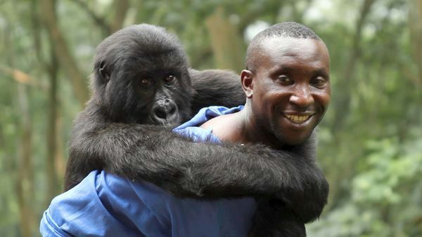 "Virunga": Na ratunek gorylom górskim [RECENZJA]