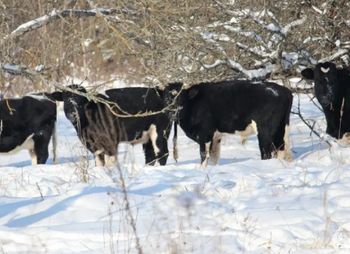 Czarnobylskie krowy przetrwają zimę? Nowe wieści o dzikim stadzie