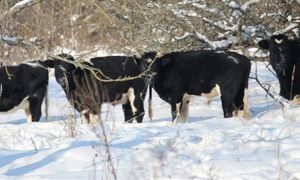 Czarnobylskie krowy przetrwają zimę? Nowe wieści o dzikim stadzie