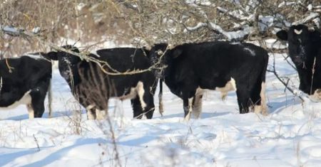 Czarnobylskie krowy przetrwają zimę? Nowe wieści o dzikim stadzie