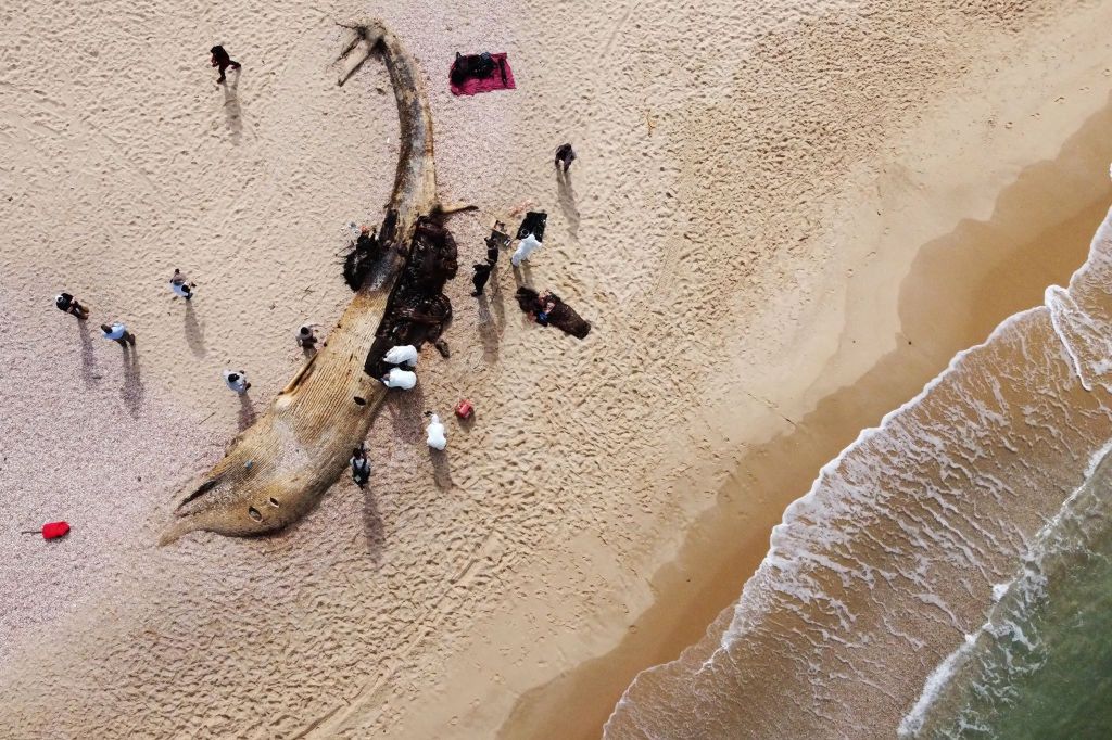 Izrael. Naukowcy badają ciało martwego płetwala wyrzucone z Morza Śródziemnego 21 lutego. W płucach zwierzęcia znaleziono czarną ciecz
