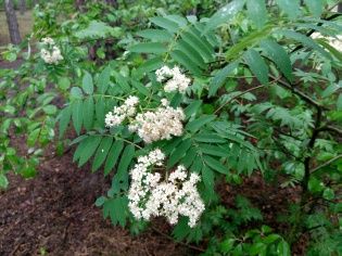 Xperia M5 aparat główny zdjęcie