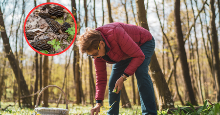 Warto zbierać w kwietniu. Kilogram kosztuje nawet 450 zł