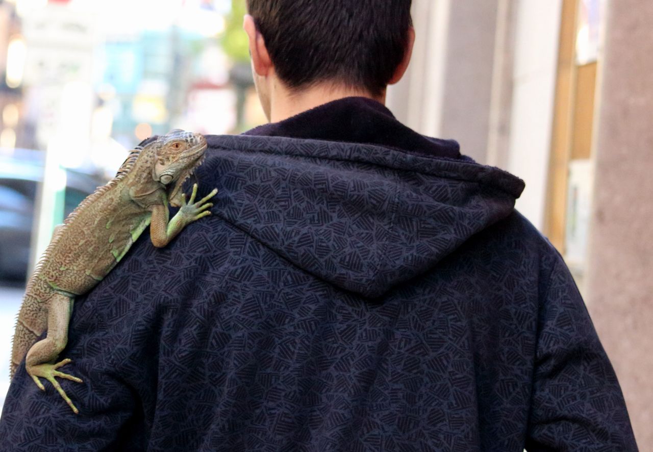 From November 17, Thais can no longer bring iguanas into the country.