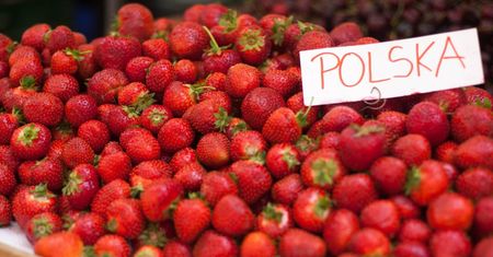 Polskie truskawki są bezpieczne, zdrowe i aromatyczne. Badania rozwiewają wszelkie wątpliwości