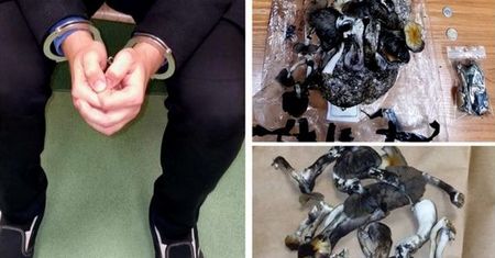 "Grzybiarz" z mobliną uprawą zatrzymany. Oto co miał w plecaku 31-latek