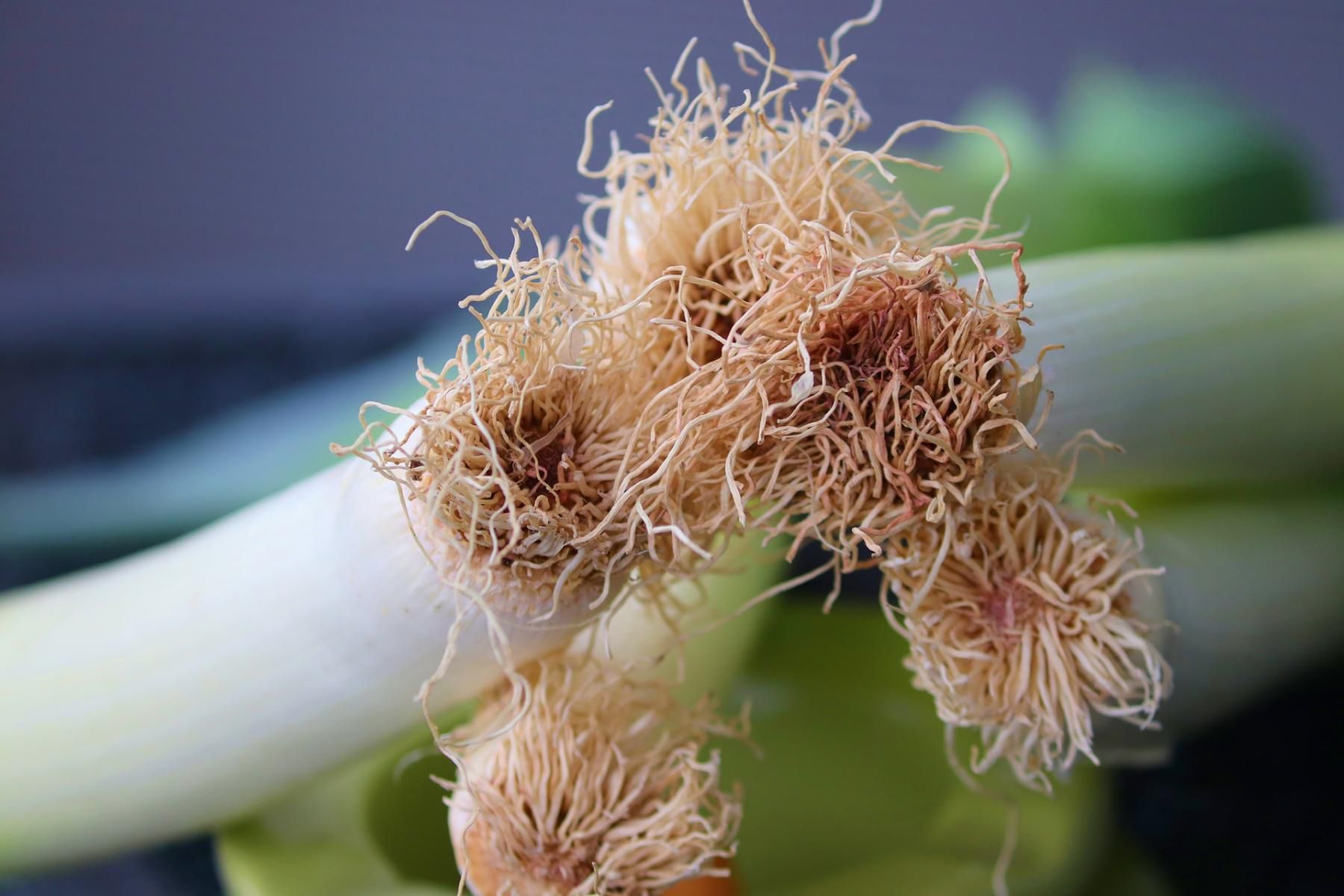 Pory należą do warzyw czosnkowatych