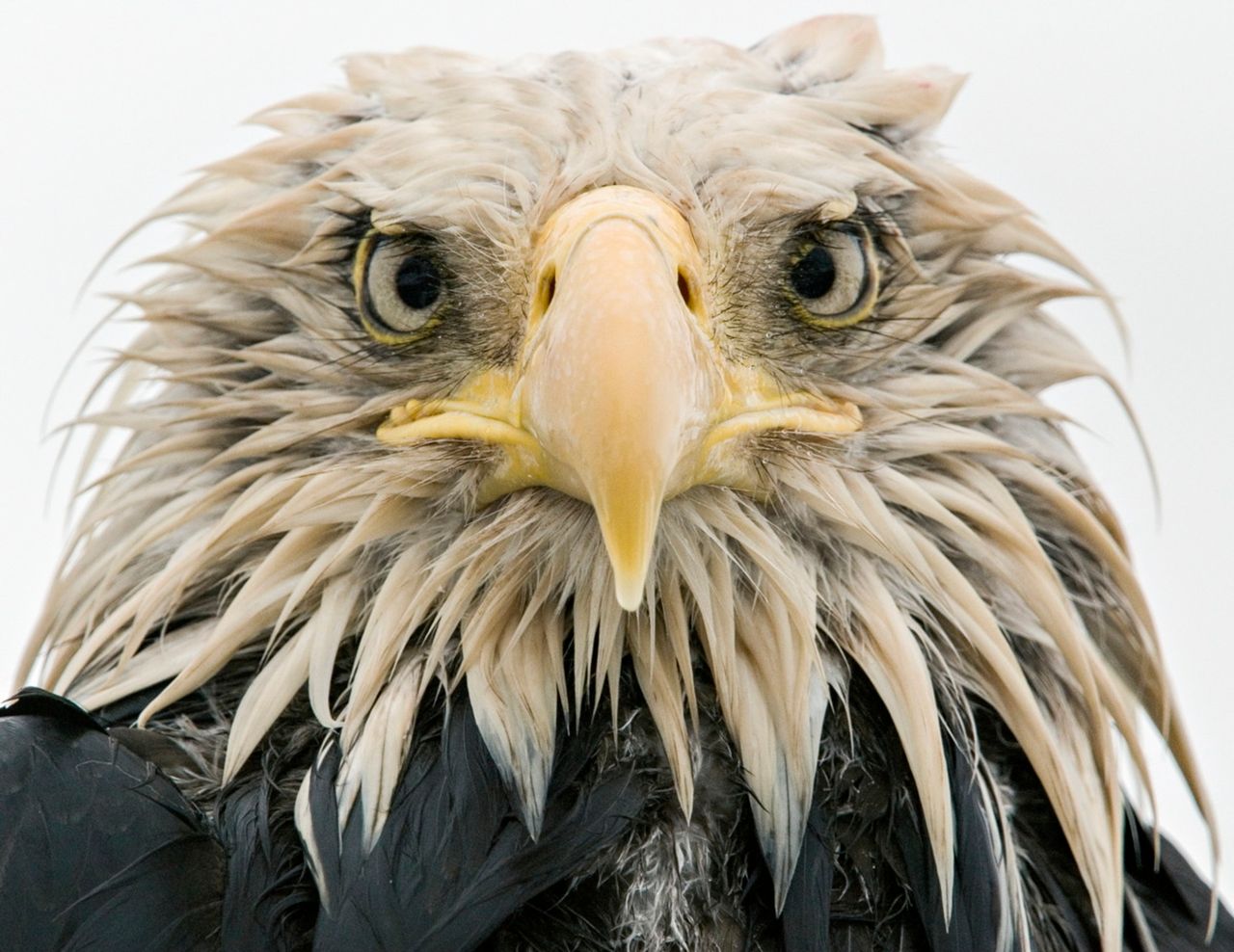 Piękno przyrody w jego najczystszej postaci – właśnie to jest najważniejsze dla organizatorów oraz uczestników konkursu Wildlife Photographer of the Year. Zobaczycie tu przekrój przez cały świat przyrody – od morskich głębin po latające wysoko nad nami wolne ptaki. Fotografowie z 92 krajów zgłosili prawie 50 000 zdjeć, lecz do finału trafiło zaledwie 13 z nich.