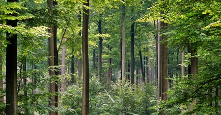 Niepokojące wnioski naukowców: zmiany klimatu hamują wzrost drzew