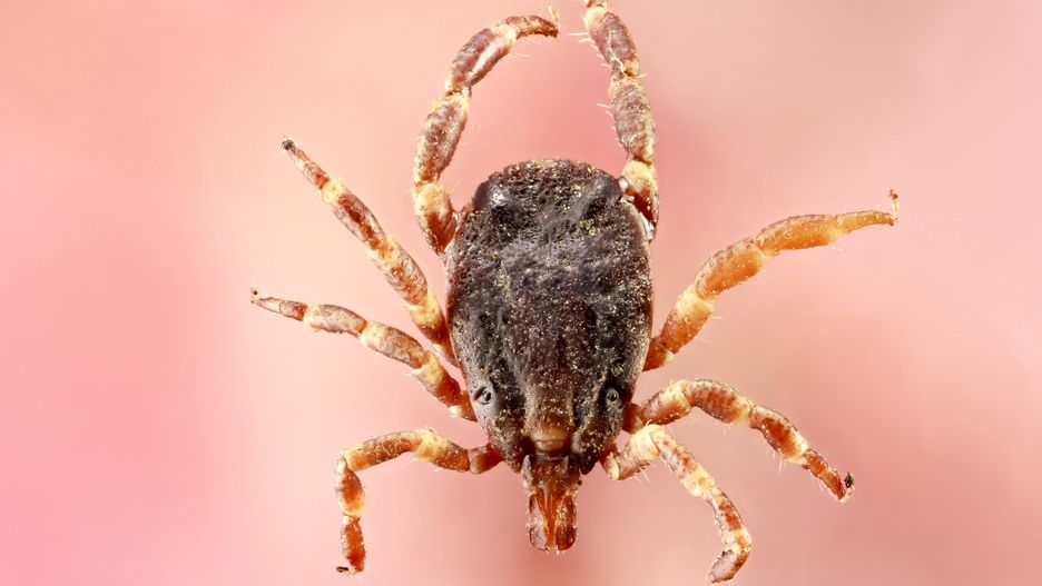 Kleszcze osiągają wielkość nawet 2 cm